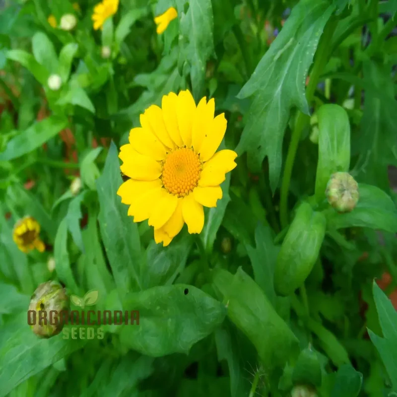 Corn Marigold Flower Seeds For Planting Perfect for Gardening Enthusiasts Long Lasting Blooms for a Stunning Garden Display
