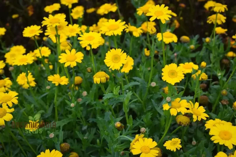 Corn Marigold Flower Seeds For Planting Perfect for Gardening Enthusiasts Long Lasting Blooms for a Stunning Garden Display