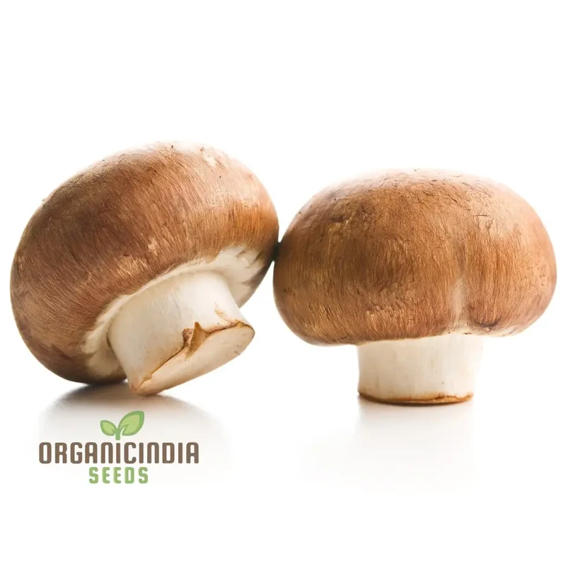 Brown Button Mushroom with Vegetable Seeds for Natural Beauty Grow Your Own