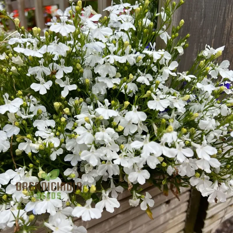Cornflower 'Lobelia White Lady' Seeds for Exceptional Gardening â€“ Cultivated with Care for a Stunning Garden Display