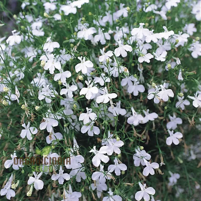 Cornflower 'Lobelia White Lady' Seeds for Exceptional Gardening â€“ Cultivated with Care for a Stunning Garden Display