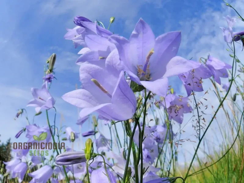Harebell Flowers Seeds For Planting: Your Ultimate Guide to Growing and Caring for Harebell in Your Garden