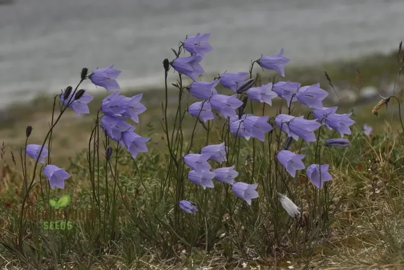 Harebell Flowers Seeds For Planting: Your Ultimate Guide to Growing and Caring for Harebell in Your Garden