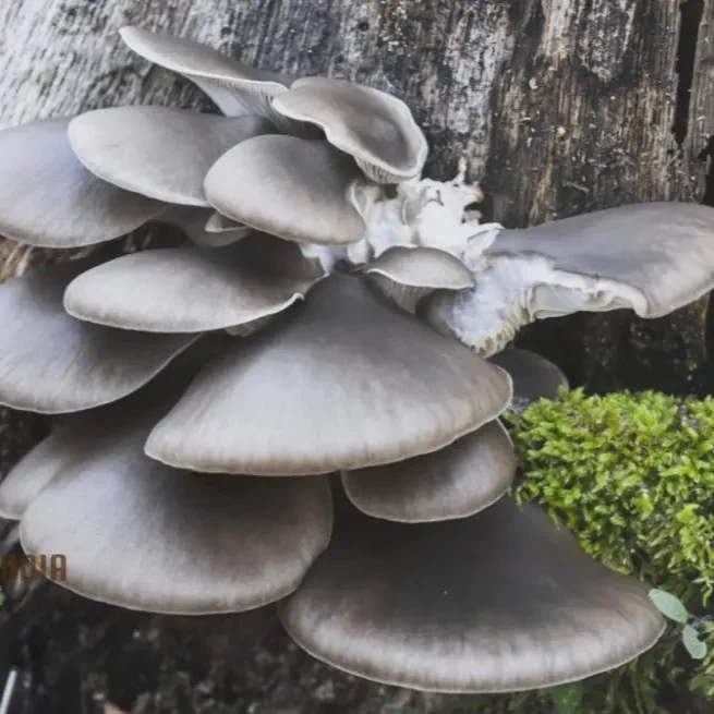 Blue-Grey Oyster Mushroom with these vegetable seeds, perfect for adding an exotic twist to your homegrown culinary adventures