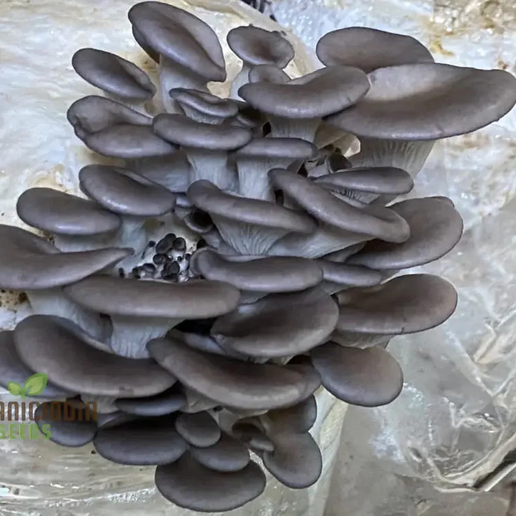 Blue-Grey Oyster Mushroom with these vegetable seeds, perfect for adding an exotic twist to your homegrown culinary adventures