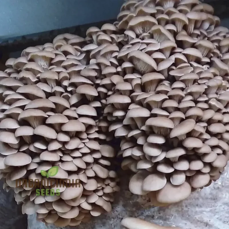 Blue-Grey Oyster Mushroom with these vegetable seeds, perfect for adding an exotic twist to your homegrown culinary adventures