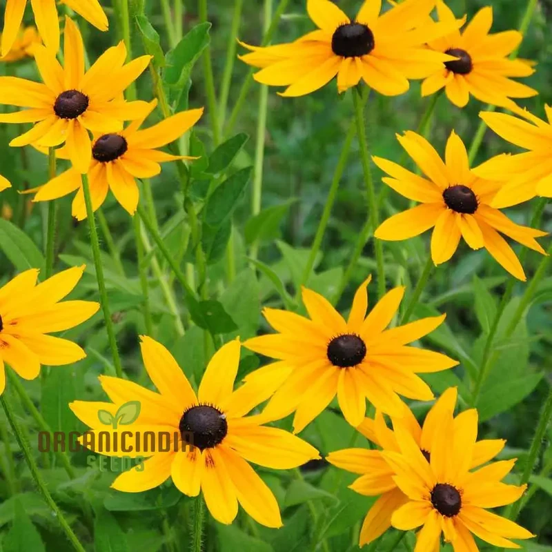 Rudbeckia Marmalade Flower Seeds, Premium Flower Seeds for Gardening Enthusiasts ,Exquisite Garden Seeds