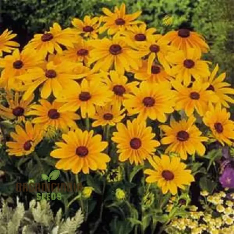 Rudbeckia Marmalade Flower Seeds, Premium Flower Seeds for Gardening Enthusiasts ,Exquisite Garden Seeds
