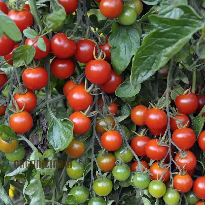 Tomato Alicante Seeds - Grow Classic and Flavorful Alicante Tomatoes in Your Garden