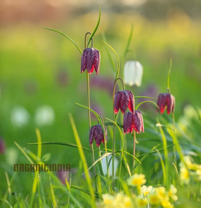 Fritillary Flower Seeds For Planting: A Comprehensive Guide to Cultivating Stunning, Butterfly-Luring Blooms for a Vibrant Outdoor Sanctuary