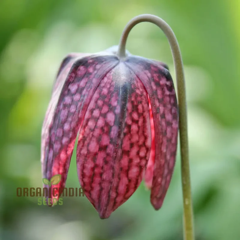 Fritillary Flower Seeds For Planting: A Comprehensive Guide to Cultivating Stunning, Butterfly-Luring Blooms for a Vibrant Outdoor Sanctuary