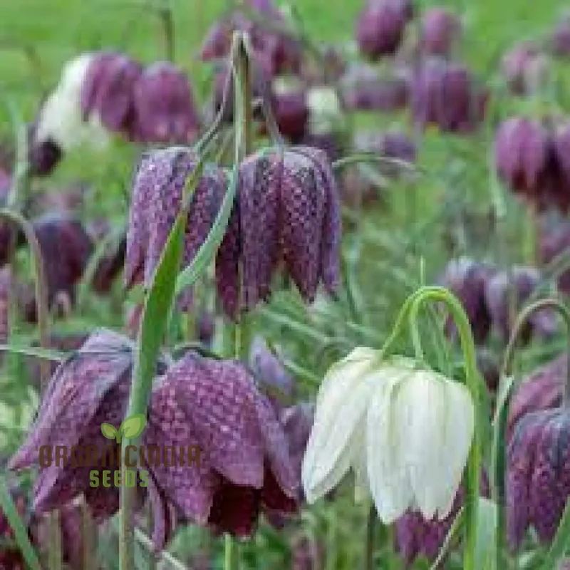 Fritillary Flower Seeds For Planting: A Comprehensive Guide to Cultivating Stunning, Butterfly-Luring Blooms for a Vibrant Outdoor Sanctuary