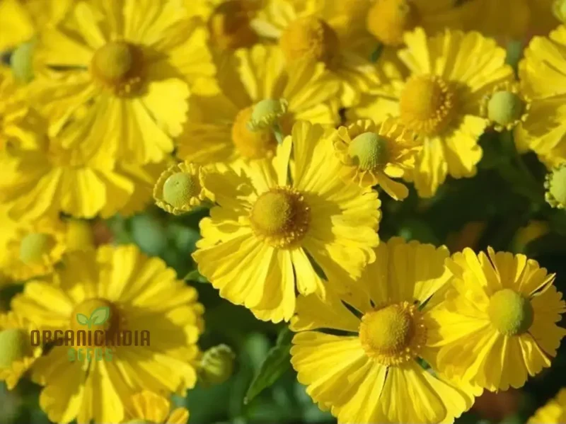 Helenium Hoopesii Flower Seeds for Planting, Exquisite Flower Seeds for Your Garden