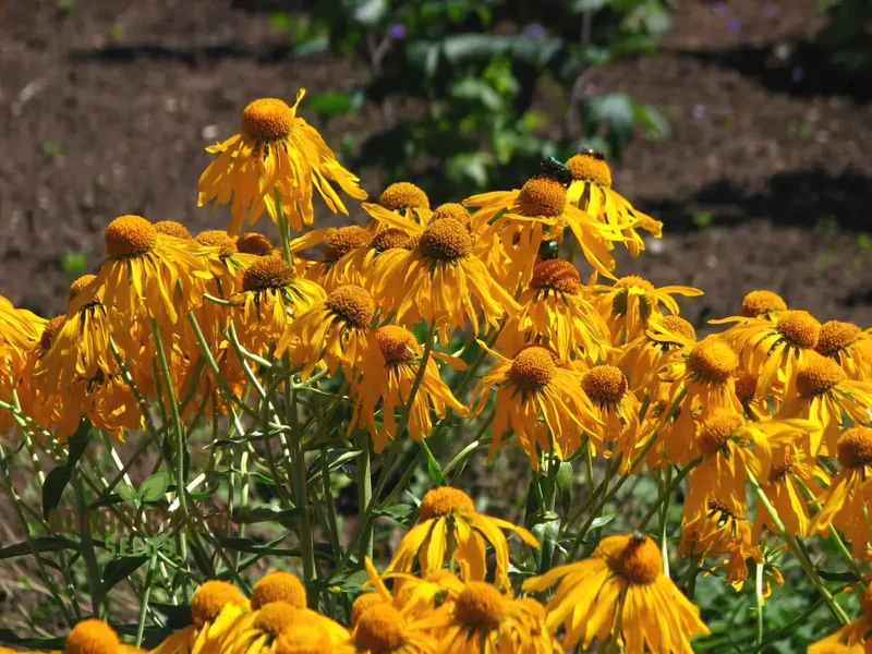 Helenium Hoopesii Flower Seeds for Planting, Exquisite Flower Seeds for Your Garden