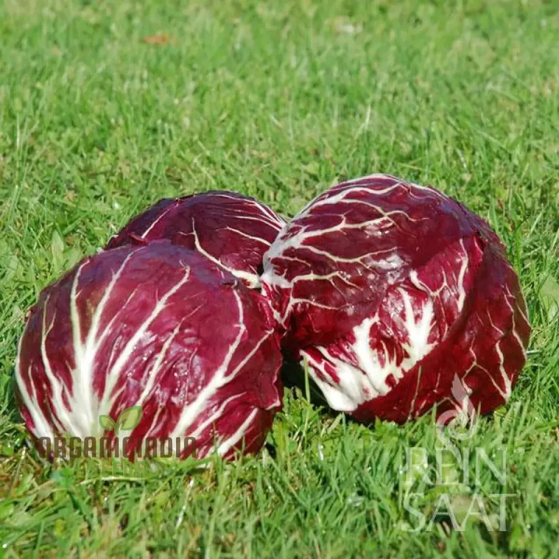 Chicory Palla Rossa vegetable seeds, known for producing vibrant, red-ribbed chicory that offers a unique and delicious addition to your culinary endeavors.