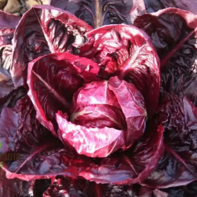 Chicory Palla Rossa vegetable seeds, known for producing vibrant, red-ribbed chicory that offers a unique and delicious addition to your culinary endeavors.