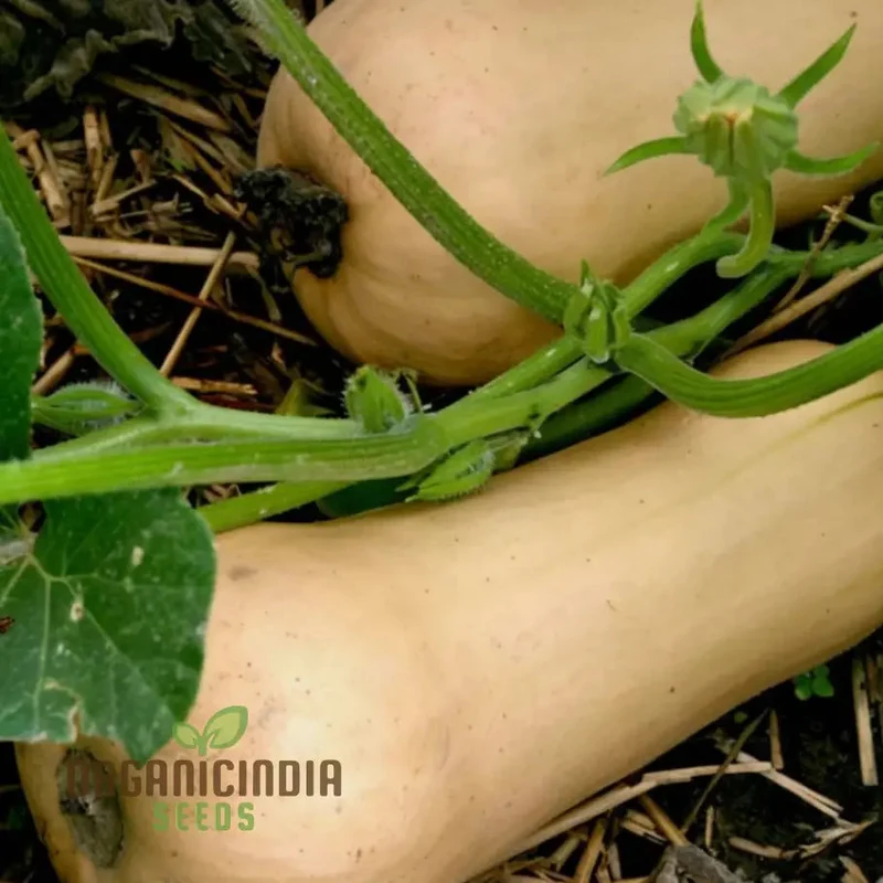 Winter Squash Butternut Waltham Seeds for Planting - Grow Sweet and Nutty Butternut Squash