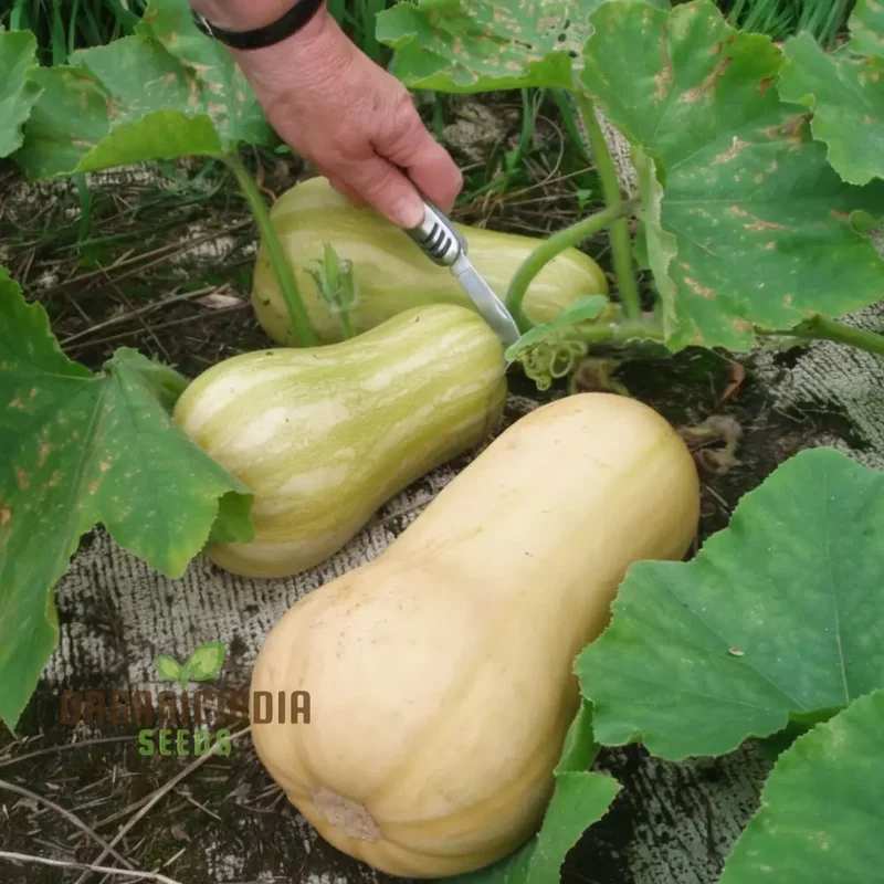Winter Squash Butternut Waltham Seeds for Planting - Grow Sweet and Nutty Butternut Squash