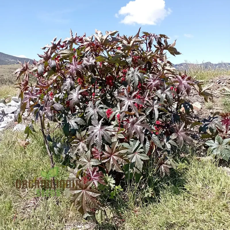 Organic Ricinus Seeds - Carmencita Bright Red, Gardening Enthusiasts | Heirloom Castor Bean Seeds for Lush Gardens and Sustainable Landscaping