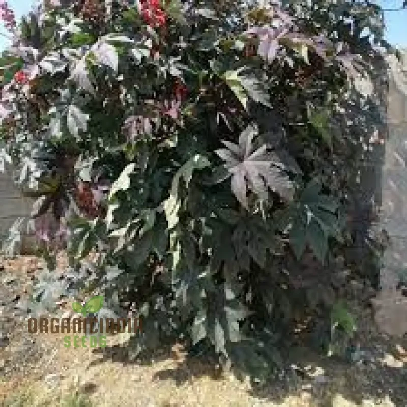 Organic Ricinus Seeds - Carmencita Bright Red, Gardening Enthusiasts | Heirloom Castor Bean Seeds for Lush Gardens and Sustainable Landscaping