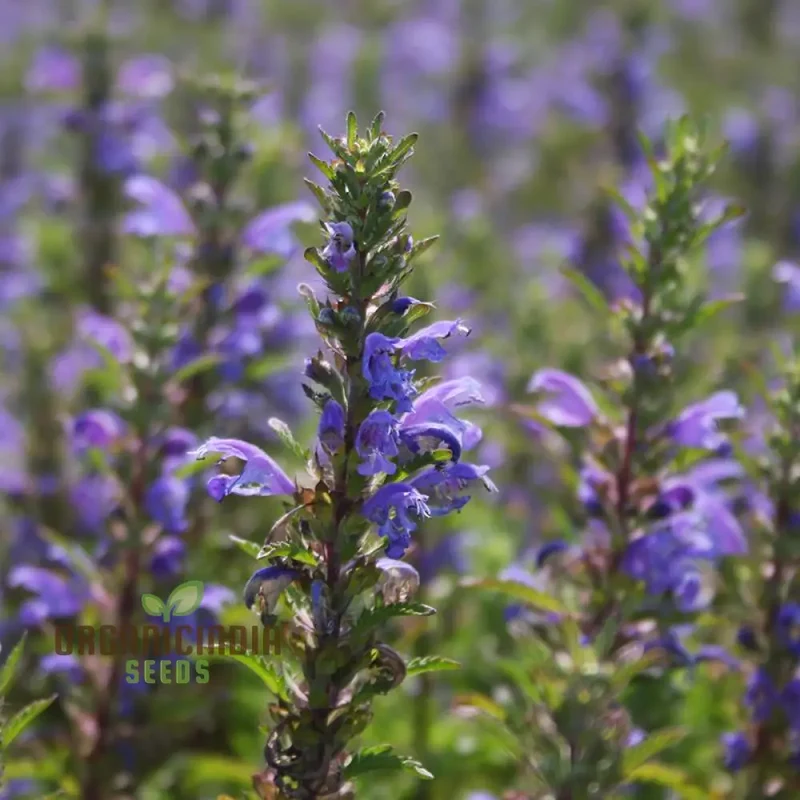Dragonhead Seeds For Planting: Elevate Your Garden with Unique Blooms and Lush Foliage â€“ Perfect for Gardening Enthusiasts Seeking Exotic and Hardy Perennials