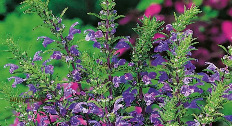 Dragonhead Seeds For Planting: Elevate Your Garden with Unique Blooms and Lush Foliage â€“ Perfect for Gardening Enthusiasts Seeking Exotic and Hardy Perennials