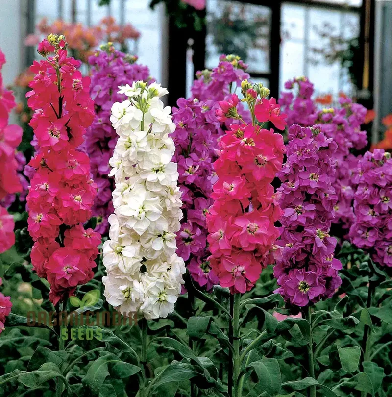 Mixed Stocks Flower Seeds, Perfect for Gardening Enthusiasts Premium Quality Seeds