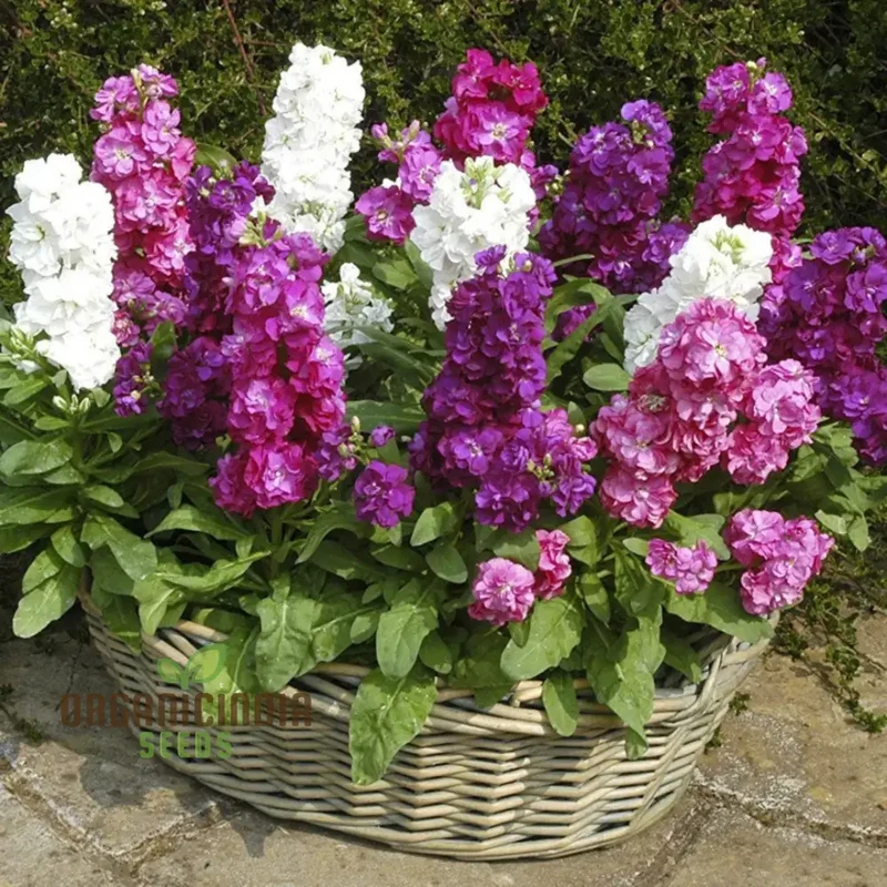 Mixed Stocks Flower Seeds, Perfect for Gardening Enthusiasts Premium Quality Seeds
