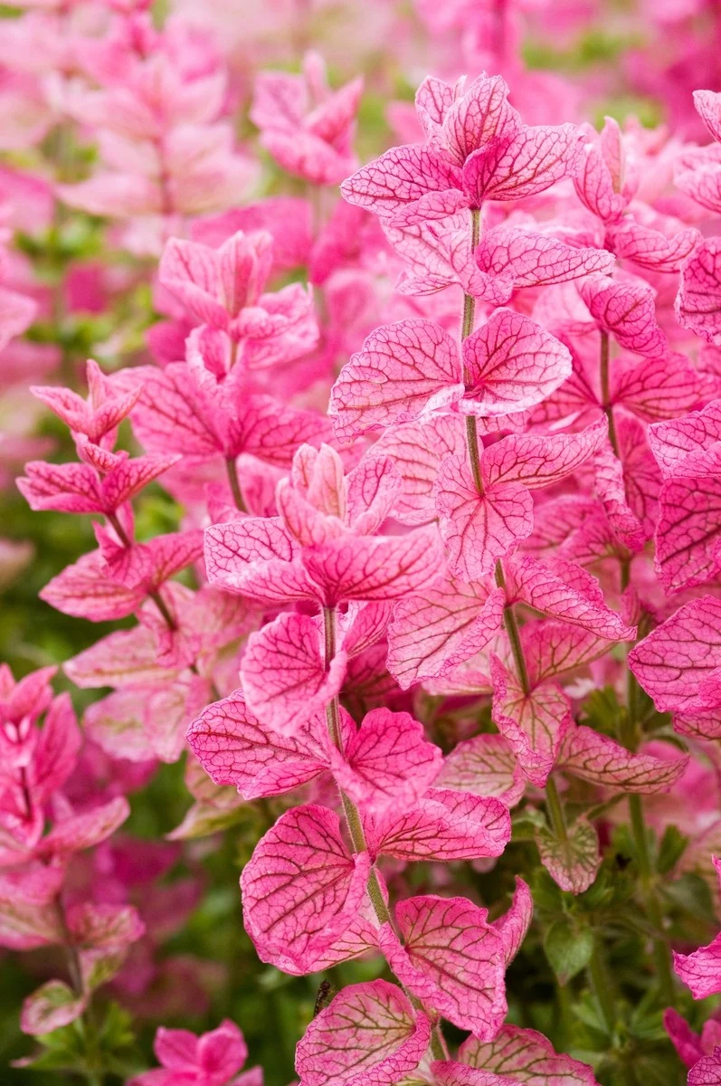 Salvia Say So Rose Seeds – Long-Blooming, Vibrant Garden Variety