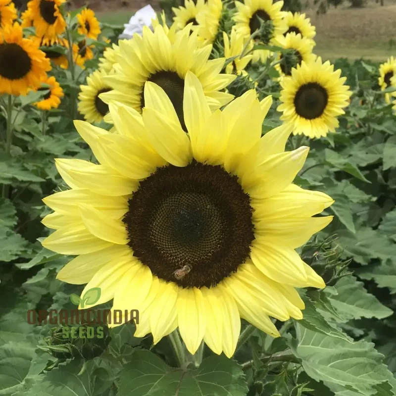Sunflower Seeds, Lemon Striker Flower Seeds Perfect for Gardening Enthusiasts and Vibrant Garden