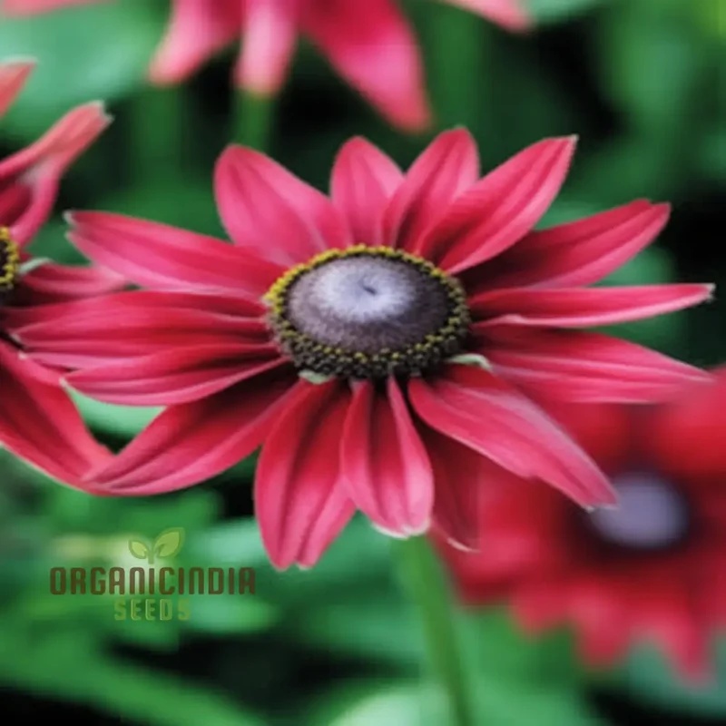 Rudbeckia Cherry Brandy Flowers Seeds, renowned for their deep red hues and captivating presence in gardens,