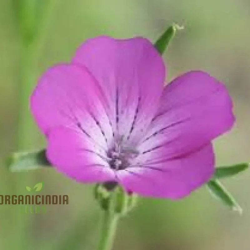 Corncockle Seeds for Planting, Gardening Enthusiasts | Cultivated for Average Conditions