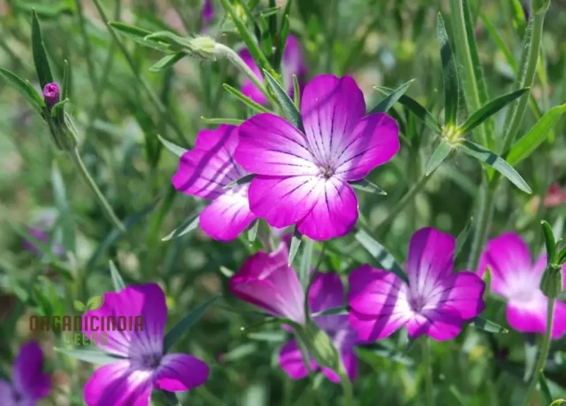 Corncockle Seeds for Planting, Gardening Enthusiasts | Cultivated for Average Conditions