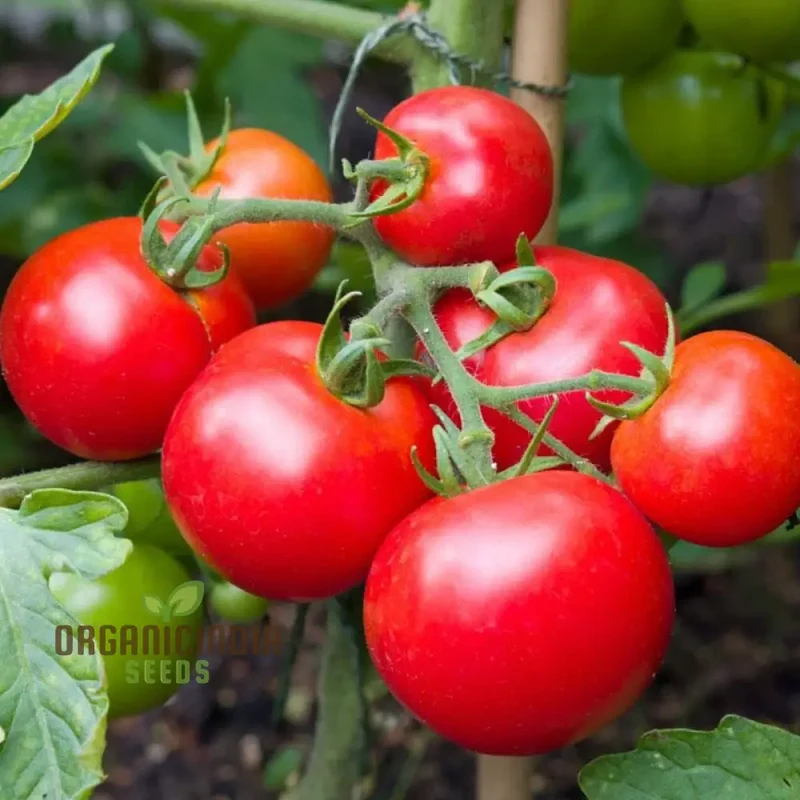 Tomato Seeds 'Moneymaker', a variety known for its reliable yields and exceptional flavor, ideal for vegetable gardeners seeking robust and productive tomato plants