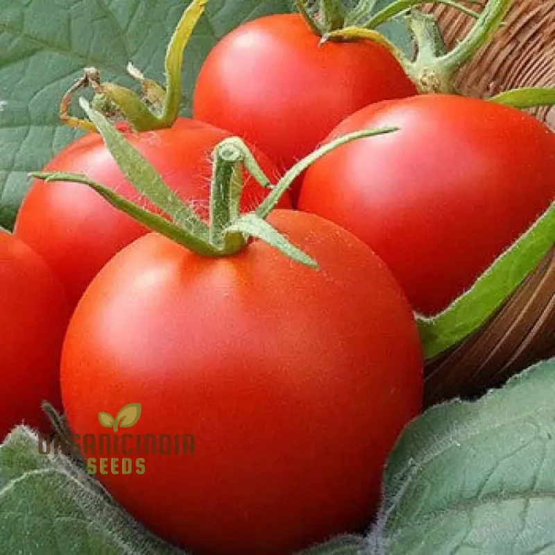 Tomato Seeds 'Moneymaker', a variety known for its reliable yields and exceptional flavor, ideal for vegetable gardeners seeking robust and productive tomato plants