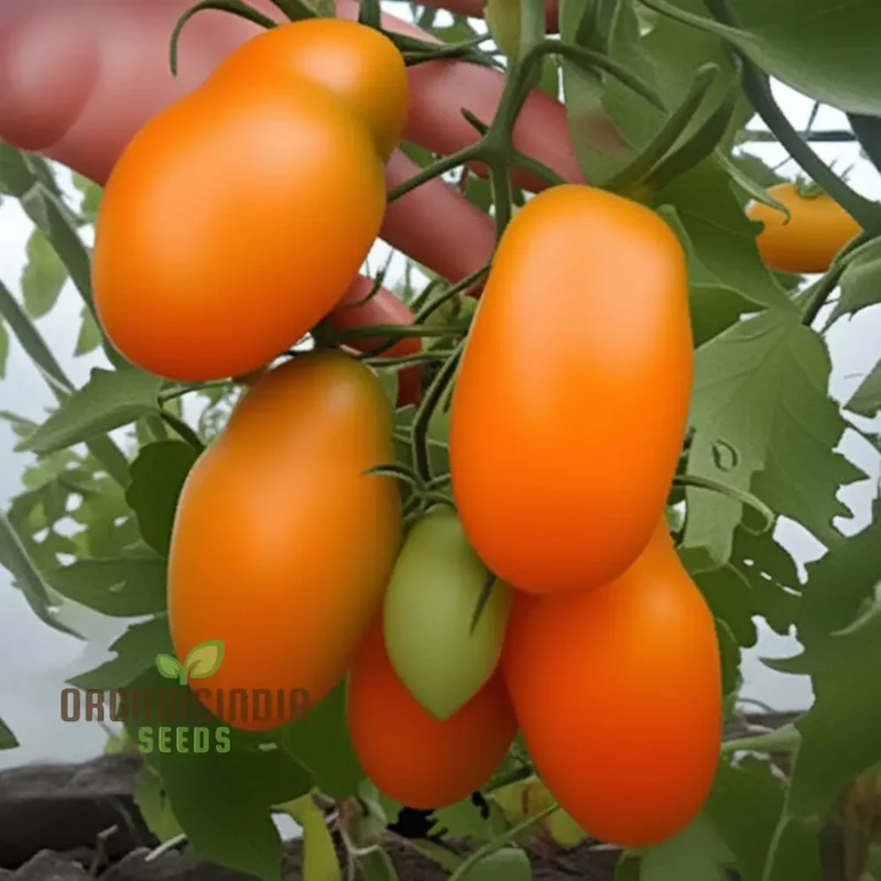 Tomato Orange Beauty seeds, perfect for cultivating stunning tomatoes that not only add a splash of vibrant color to your garden