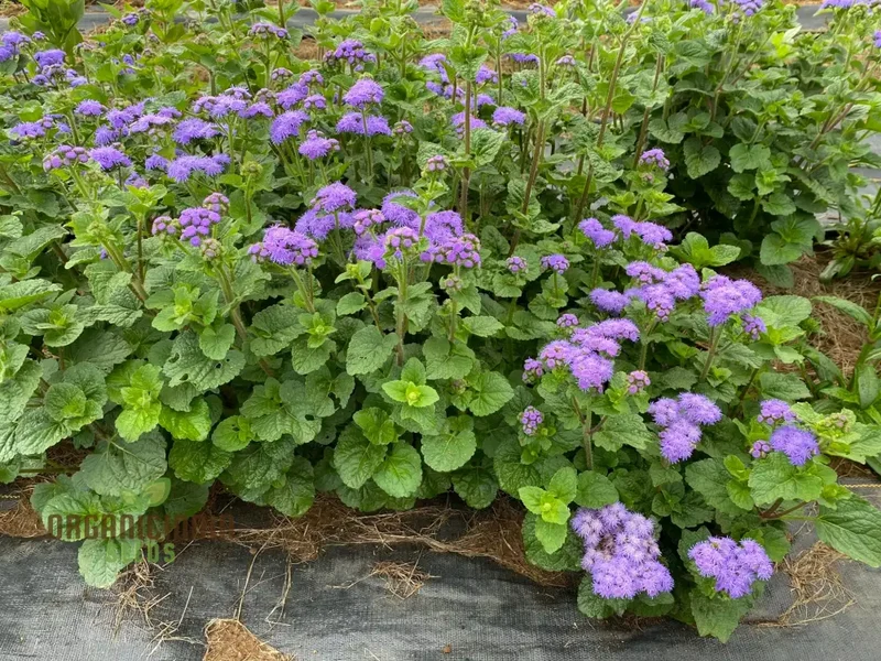 Ageratum Blue Horizon Flower Seeds, Premium Garden Seeds for Vibrant Blooms, Ideal for Gardening