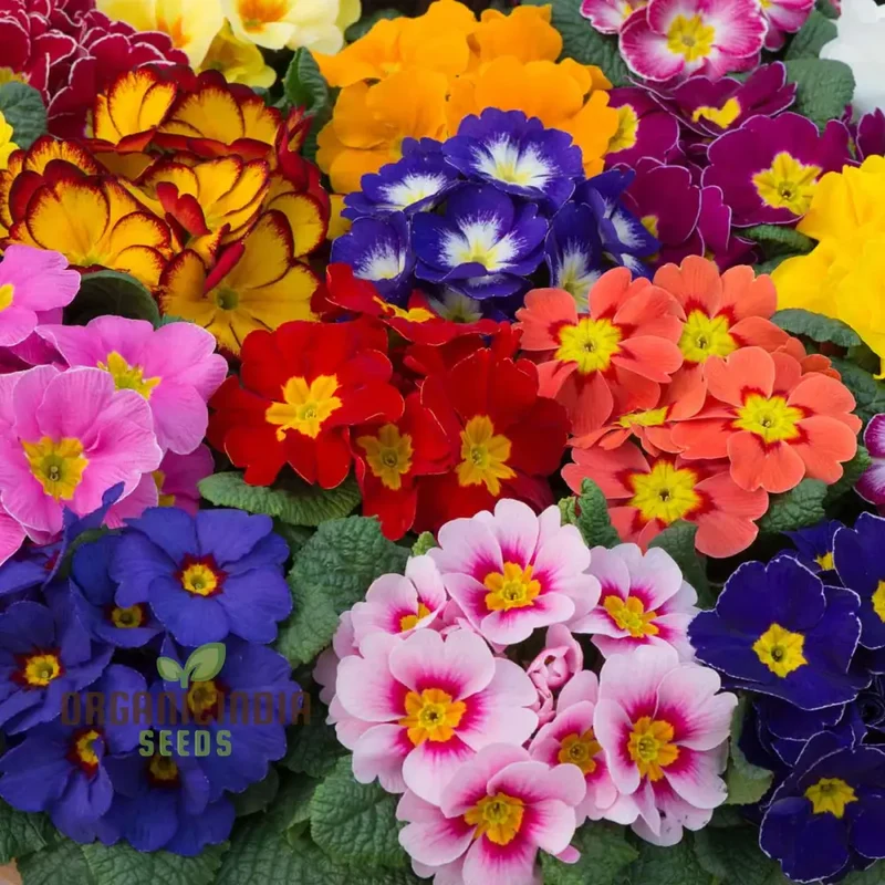 PRIMROSE HUSKY MIXED Seeds for Gardening Enthusiasts | Beautifully Cultivated Varieties for Your Flower Bed