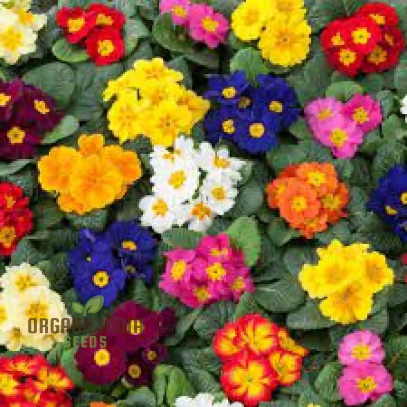PRIMROSE HUSKY MIXED Seeds for Gardening Enthusiasts | Beautifully Cultivated Varieties for Your Flower Bed