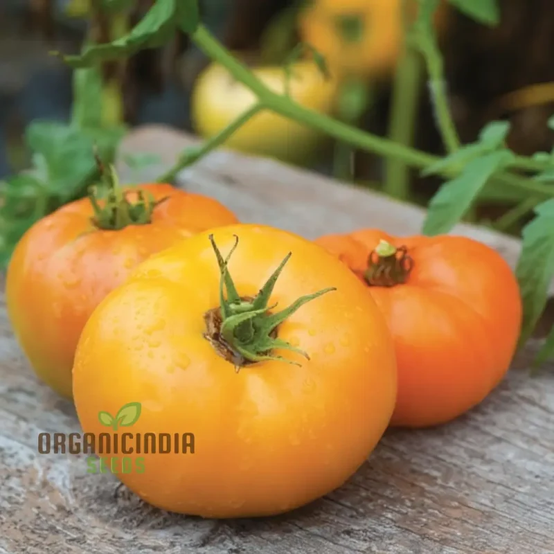 Tomato Orange Wellington Seeds - Grow Vibrant and Flavorful Orange Wellington Tomatoes