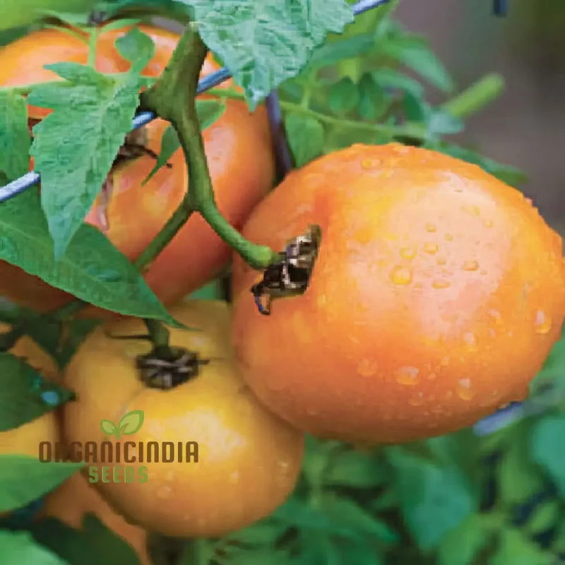 Tomato Orange Wellington Seeds - Grow Vibrant and Flavorful Orange Wellington Tomatoes