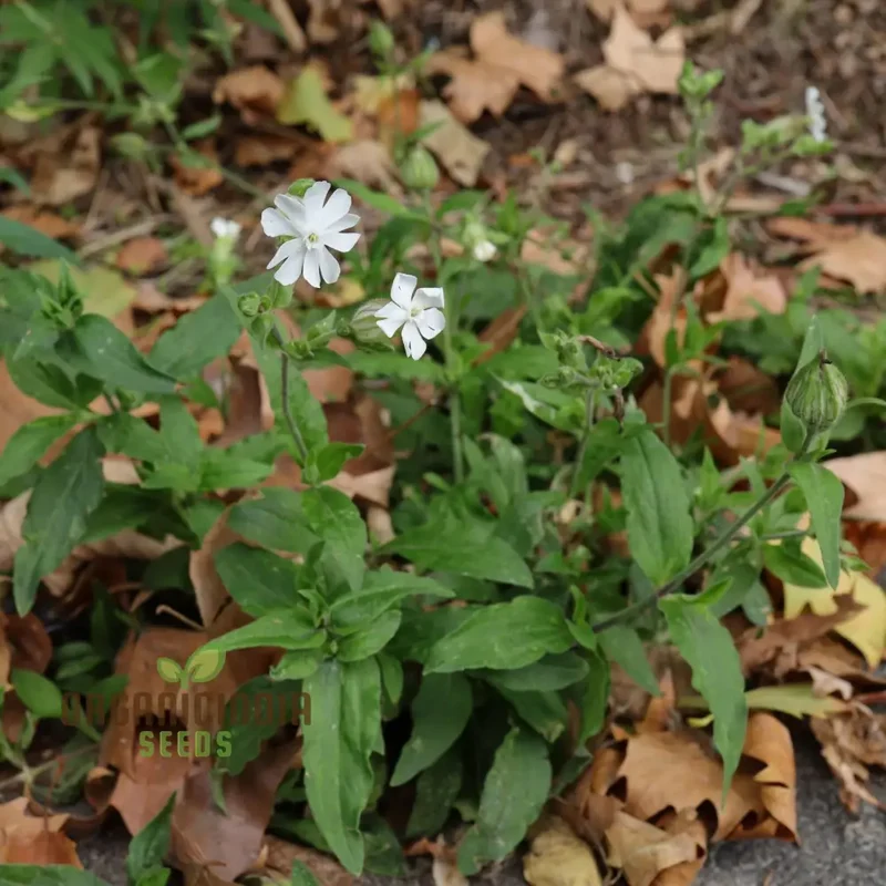 White Campion Seeds for Planting, Gardening Enthusiasts | Cultivated Excellence in Your Garden