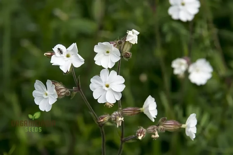 White Campion Seeds for Planting, Gardening Enthusiasts | Cultivated Excellence in Your Garden