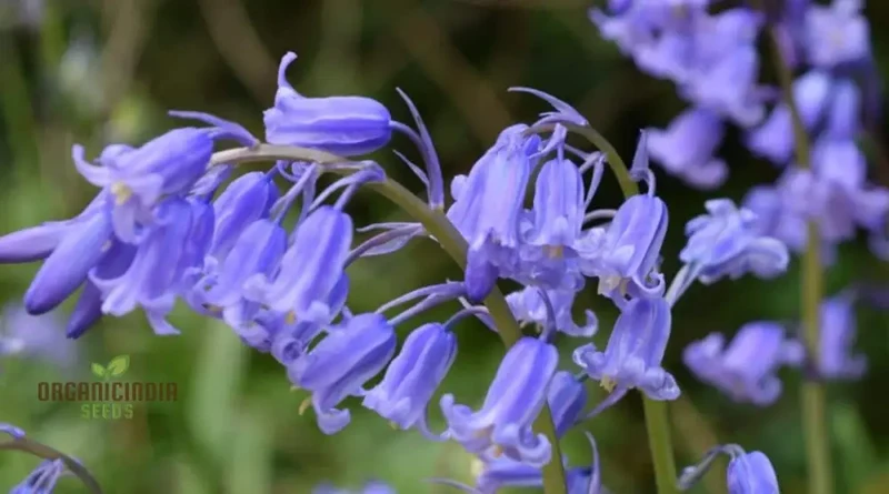 Bluebells Blooms Seeds For Planting, A Gardener's Haven for Exquisite Garden Delights and Botanical Wonders