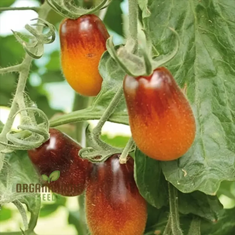Tomato Pear drops Seeds - Grow Sweet and Flavorful Pear drops Tomatoes in Your Garden