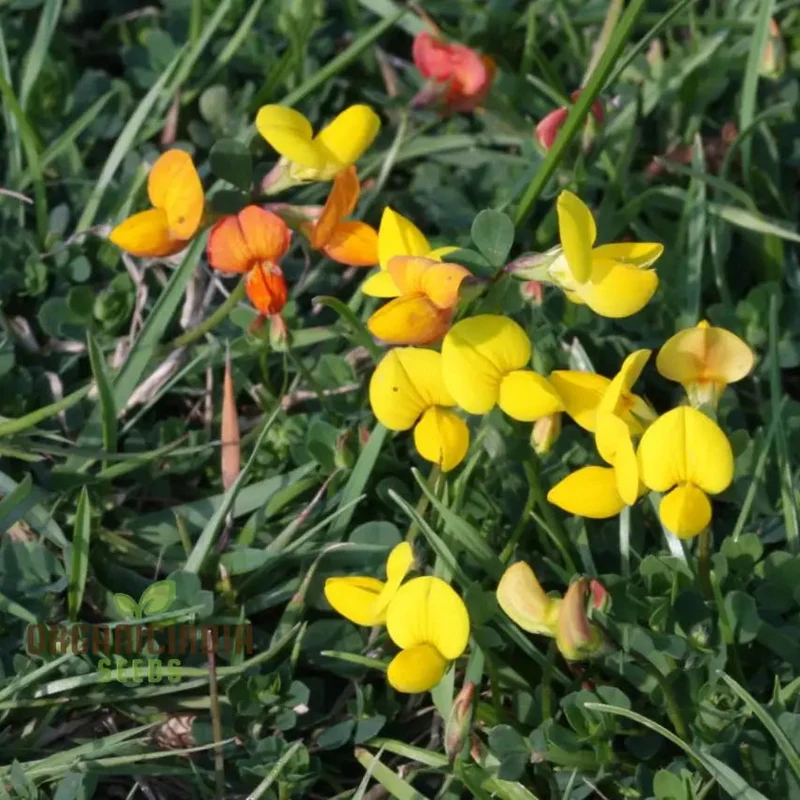 Bird's Foot Trefoil Seeds for Planting, Vibrant Gardens and Pollinator Havens Discover Hardy Perennial Wildflowers