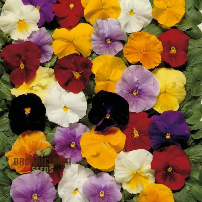 Premium Pansy Seeds 'The Yellows' Mixed flower seeds for Planting| High-Quality Cultivated Seeds