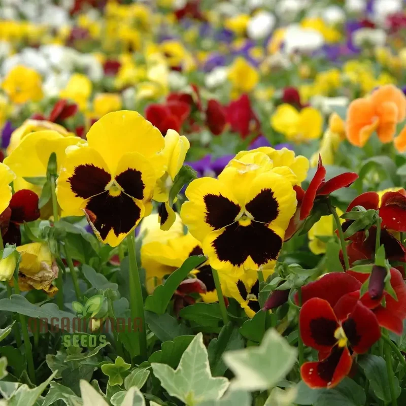 Premium Pansy Seeds 'The Yellows' Mixed flower seeds for Planting| High-Quality Cultivated Seeds