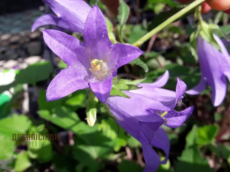 Bellflower Nettle Leaved Seeds For Planting, A Gardener's Haven for Exquisite Blooms and Botanical Bliss