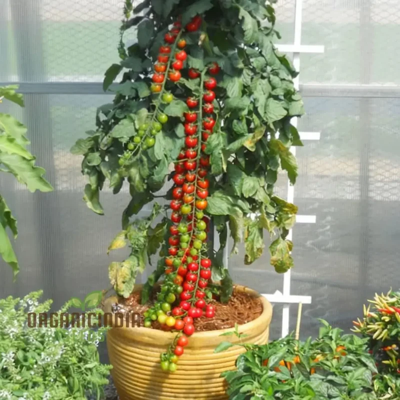 Cherry Tomato Rapunzel Seeds - Grow Abundant and Sweet Rapunzel Tomatoes